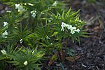 Cardamine kitaibelii 05.jpg