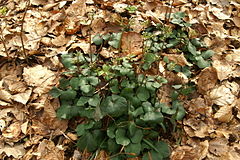 Cardamine trifolia[англ.]