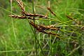 Carex davalliana