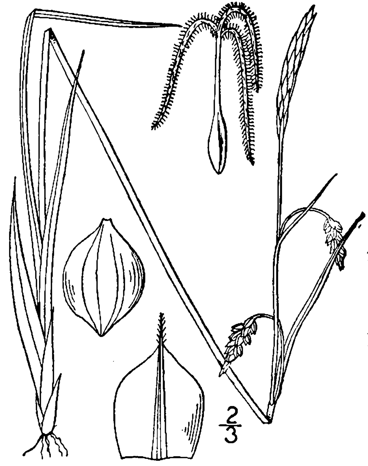 Сосна двудомное растение. Осока топяная - Carex Limosa. Тычиночный цветок осоки. Плод осоки двудомной. Цветок осоки строение.