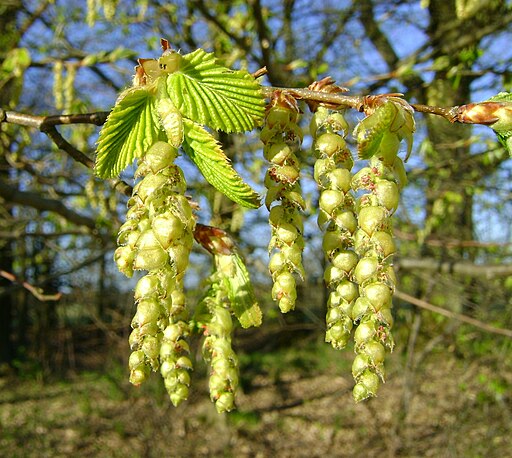 Carpinus betulus kz1