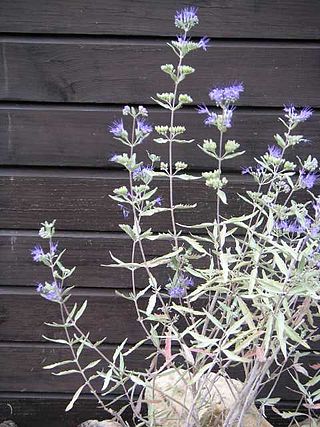 Fortune Salaire Mensuel de Caryopteris Combien gagne t il d argent ? 10 000,00 euros mensuels