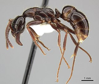 <i>Leptogenys processionalis</i> Species of ant