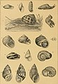 Cassell's natural history (1896) (20547363381).jpg