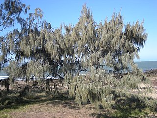 <i>Casuarina equisetifolia</i>