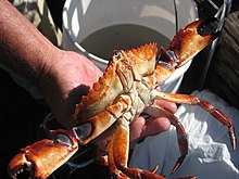 Closeup of a red rock crab Catch of the day.jpg