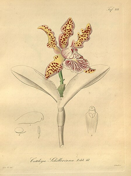 File:Cattleya schilleriana-Xenia 2-111 (1874).jpg