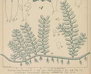 <i>Caulerpa fergusonii</i> Species of seaweed