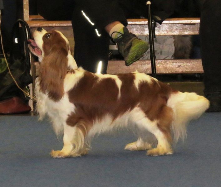 File:Cavalier King Charles - Helsinki 6 Dec 2015.JPG