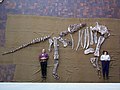 The bones of the holotype laid out next to its describers Cedarosaurus parts.jpg