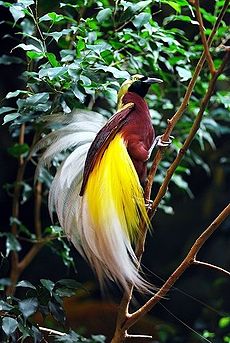 Cenderawasih Bird - Papua.jpg