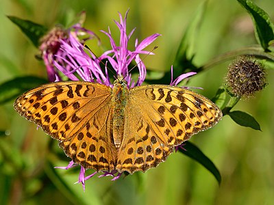 Argynnis paphia