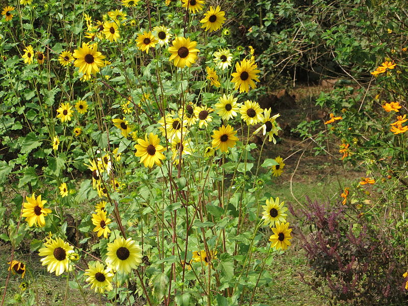 File:Central Park Sunflowers.JPG