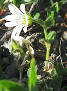 Cerastium arcticum (Arctic chickweed)