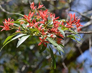 <i>Ceratopetalum gummiferum</i> Species of flowering plant