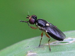 Cetema cereris (Bauskas novads)