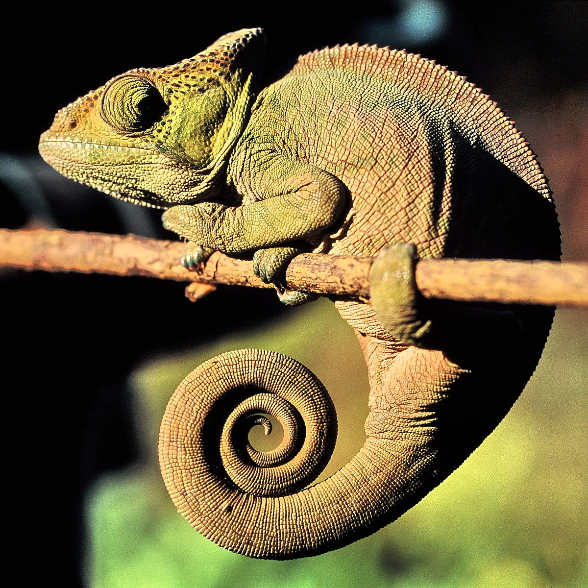 Fórmula 1 tem bandeira amarela por causa de um lagarto