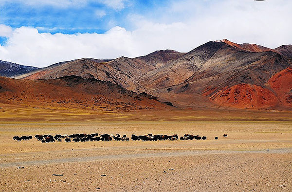 Yaks in More plains