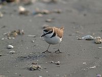 Kentish Plover