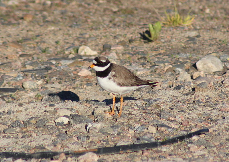 File:Charadrius hiaticula Oulu 20120628 03.JPG