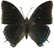 Charaxes virilis male.jpg