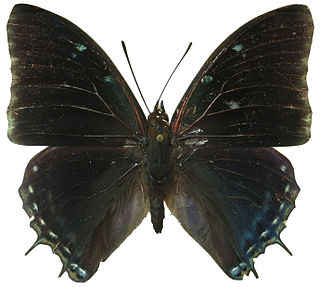 <i>Charaxes virilis</i> Species of butterfly