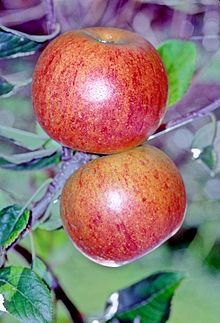 Charles Ross (LA 69A) på treet, National Fruit Collection (acc. 1979-156) .jpg