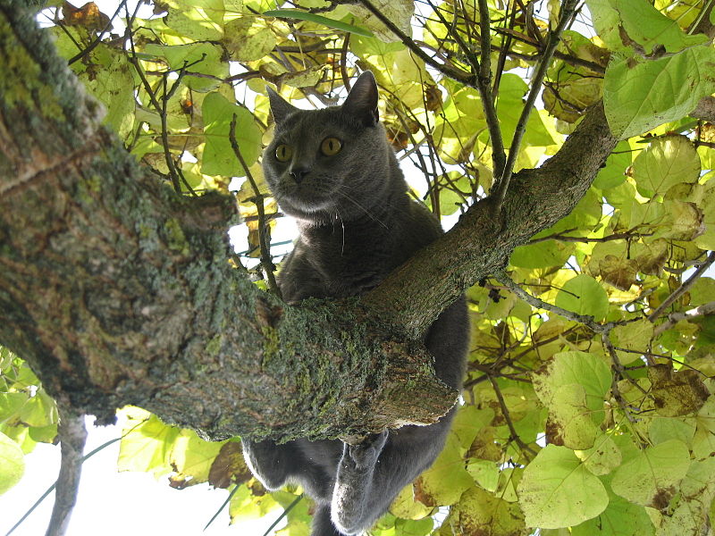 File:Chartreux cat on tree - Kartäuser Katze auf Baum.jpg