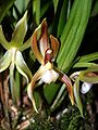 Chaubardia heteroclita flower