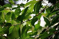 Cherry leaves (15081461492).jpg