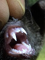 Chestnut short-tailed bat (Carollia castanea) teeth