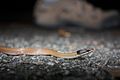 Chinese Mountain Snake (Sibynophis chinensis) 黑頭劍蛇5.jpg