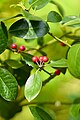 Chinese holly (Ilex cornuta).