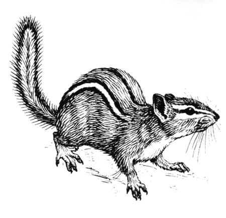 ไฟล์:Chipmunk (PSF).png