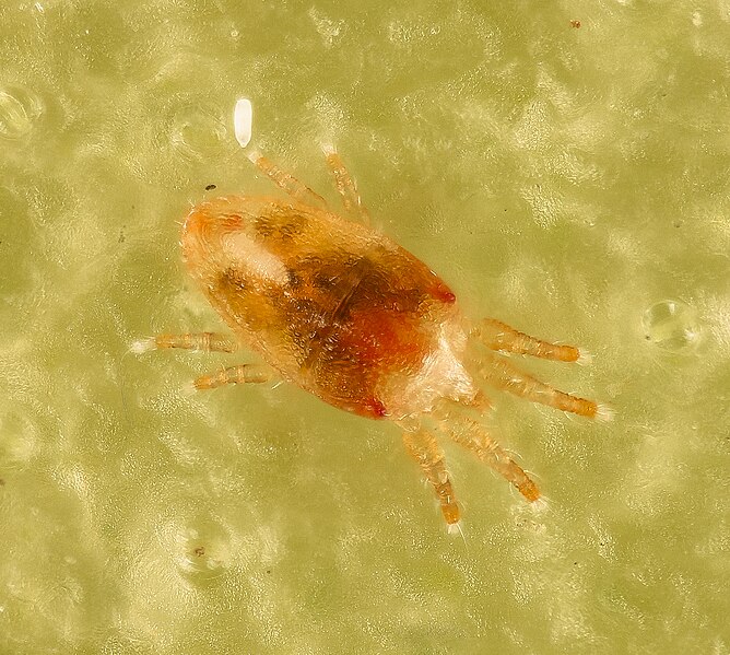 File:Christmas Cactus Mite, beltsville, md3 2016-07-19-13.51.37 ZS PMax UDR (28339032111).jpg