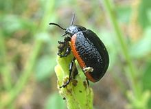 Chrysolina sanguinolenta - El Torno - Cáceres Espagne 003.JPG