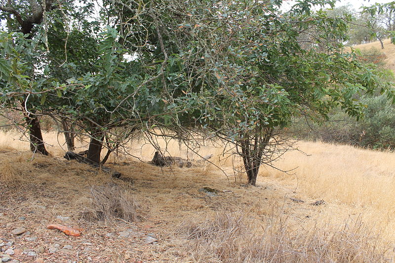 File:Chung Wah original burial ground, near Lake Natoma Orangevale California By Oscar Mostofi P8.JPG