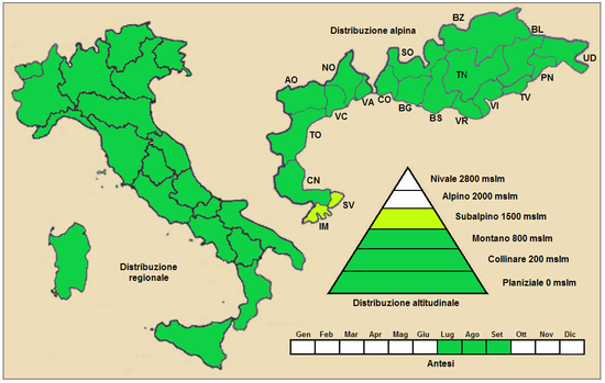 Distribuzione della pianta (Distribuzione regionale[18] – Distribuzione alpina[19])