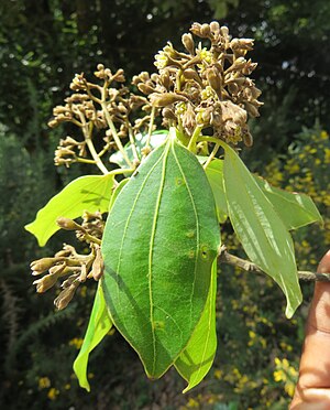 Cinnamomum: Planteslekt