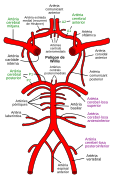 Circle of Willis ca.svg