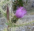 Cirsium eatonii var. clokeyi