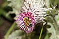 Cirsium edule