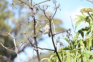 <span class="mw-page-title-main">Hunter's cisticola</span> Species of bird