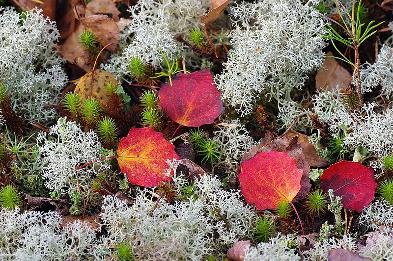 File:Cladonia+RedPopulusTremulaLeaves.jpg