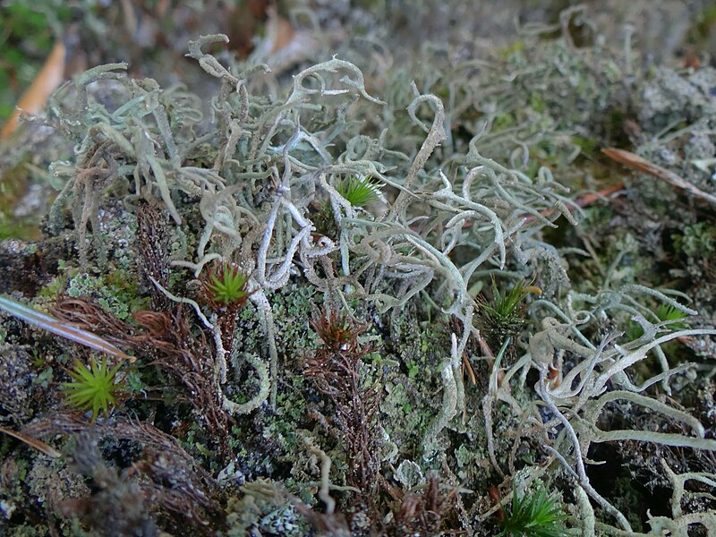 File:Cladonia subulata PR2 (2).JPG