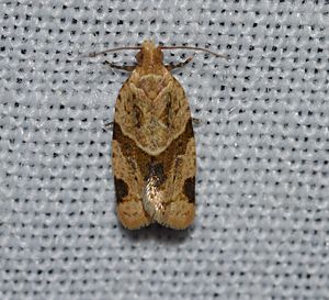 Clepsis peritana - Garden Tortrix Moth (14262299873).jpg