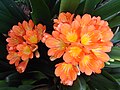 ウケザキクンシラン（園芸上で一般的なクンシラン）Clivia miniata