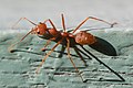 Close-up photograph of Oecophylla smaragdina (Red weaver ant).jpg