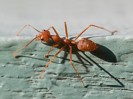 Close-up photograph of Oecophylla smaragdina (Red weaver ant)