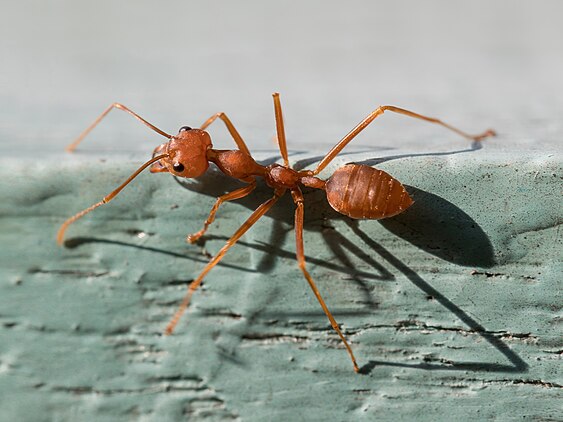 Close-up of Oecophylla smaragdina (Red weaver ant)